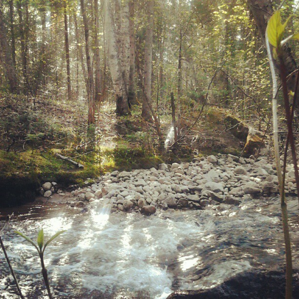 A little walk in the forest