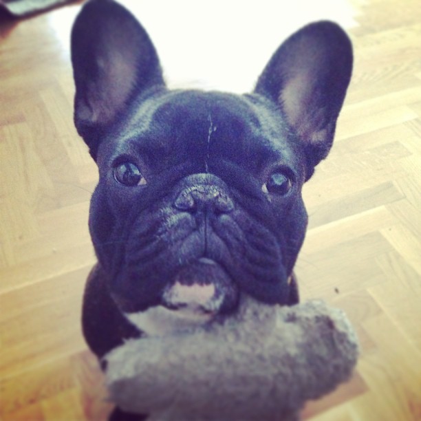 Pleeease... :) #frenchie #frenchbulldog